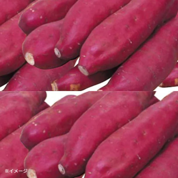 「房総野菜 紅あずま」約2kg - Image 2