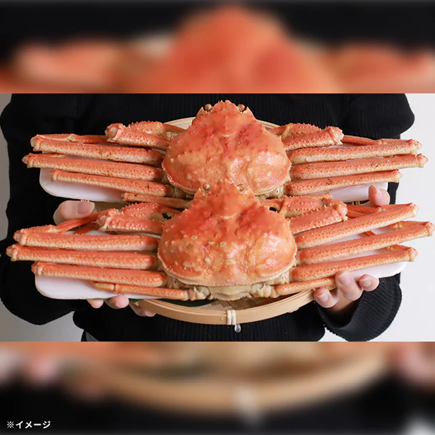 【Kuradashiオリジナル】北海道産 ボイルオオズワイガニ姿 約4kg（8杯） - Image 3