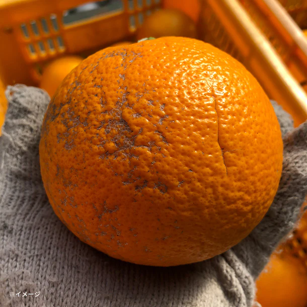 大崎上島産「訳あり 紅八朔」5kg - Image 2