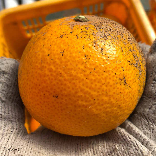 大崎上島産「訳あり 紅八朔」5kg - Image 3