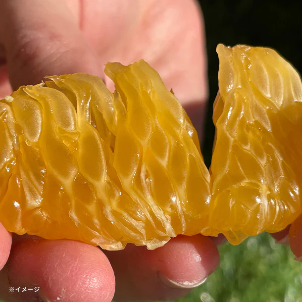 大崎上島産「訳あり 紅八朔」5kg - Image 4