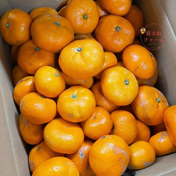 静岡県沼津産「訳ありみかん寿太郎」4.5kg - Image 2