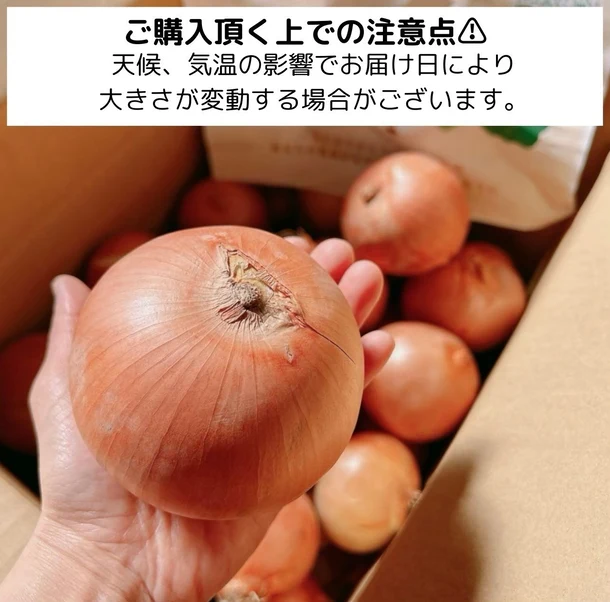 【Kuradashiオリジナル】市場直送！つやつや玉ねぎ 約5kg - Image 5