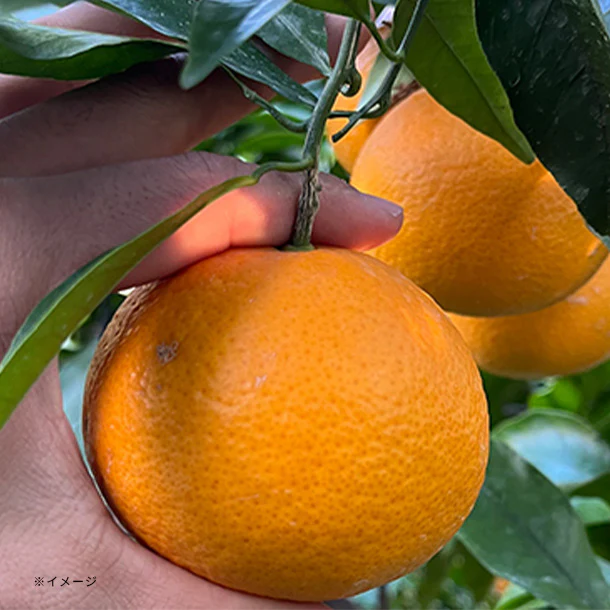 和歌山県産「訳あり 濃厚清見オレンジ」2kg - Image 2