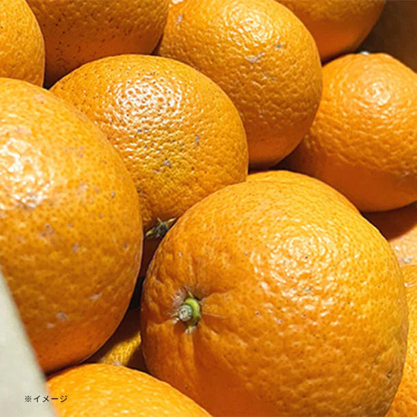 和歌山県産「大玉清見オレンジ」7kg - Image 2