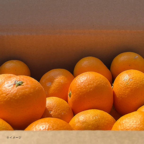 和歌山県産「小粒濃厚清見オレンジ」5kg - Image 3