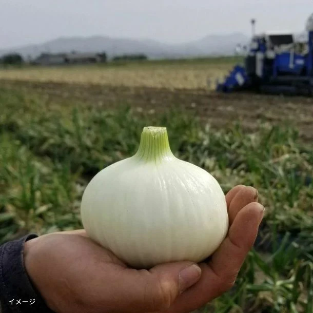 熊本県産「塩たまねぎ とろたま」4kg（20玉前後） - Image 2