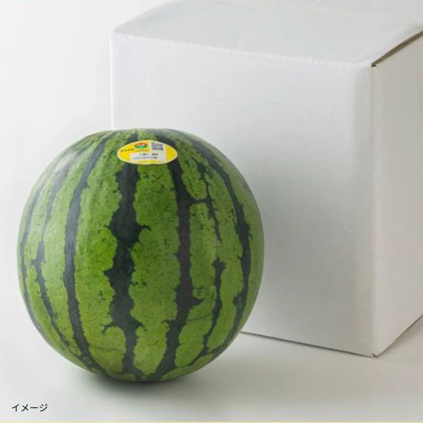 熊本県産「大玉すいか 1玉」 - Image 2