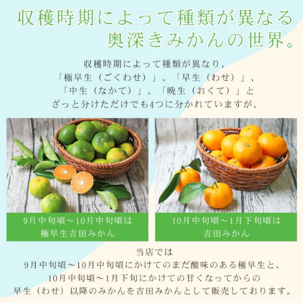 愛媛県産「極早生吉田みかん(中玉)」2kg - Image 5