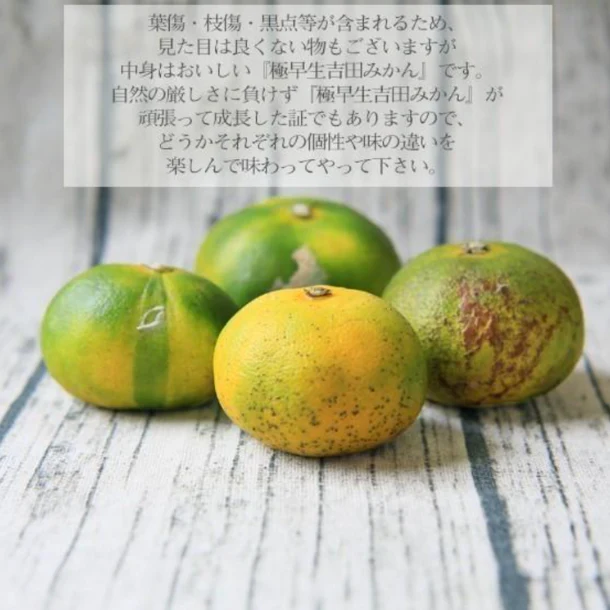 愛媛県産「極早生吉田みかん（中玉）」5kg - Image 6