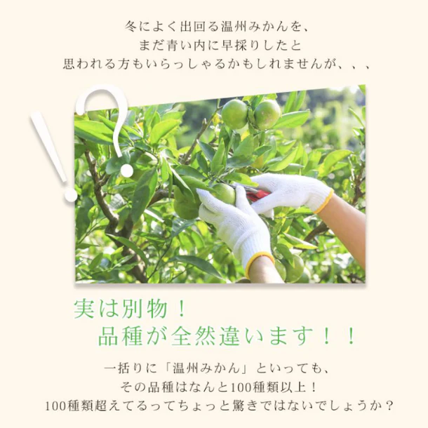愛媛県産「極早生吉田みかん（中玉）」7kg - Image 3