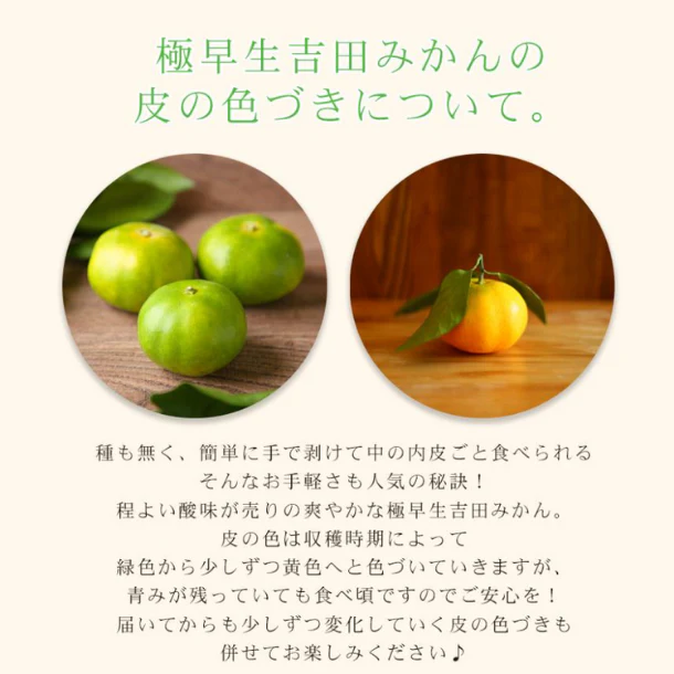 愛媛県産「極早生吉田みかん（中玉）」7kg - Image 4