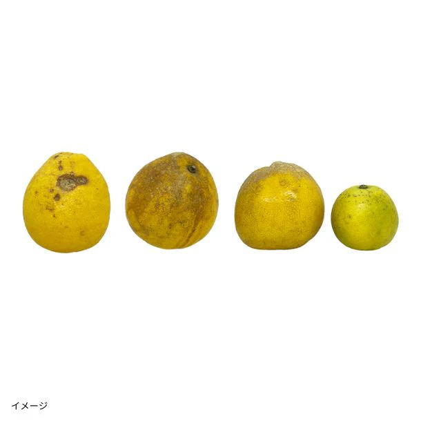 「訳あり 河内晩柑」10kg - Image 2