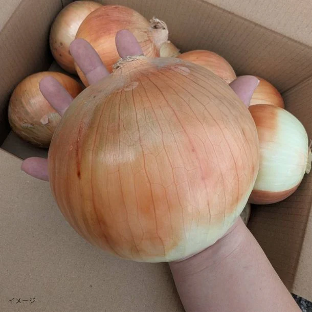 「ブランド 国産玉ねぎ 玉しずく」5kg - Image 3