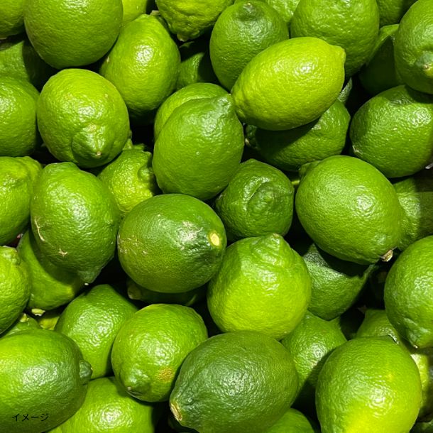 愛媛県産「家庭用 グリーンレモン」10kg - Image 2