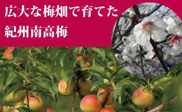 「紀州南高梅 無選別つぶれ梅 ハチミツ味」400g - Image 3