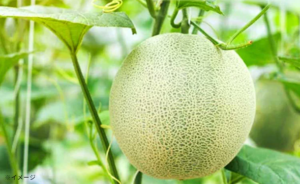 静岡県産「クラウンメロン（白or山等級）」約1.3kg×2個 - Image 3