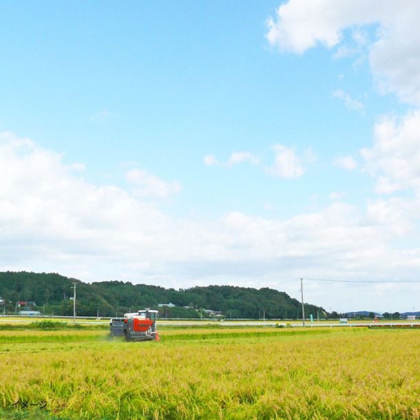 令和7年産「宮城県産 1等米 白米」3kg - Image 4