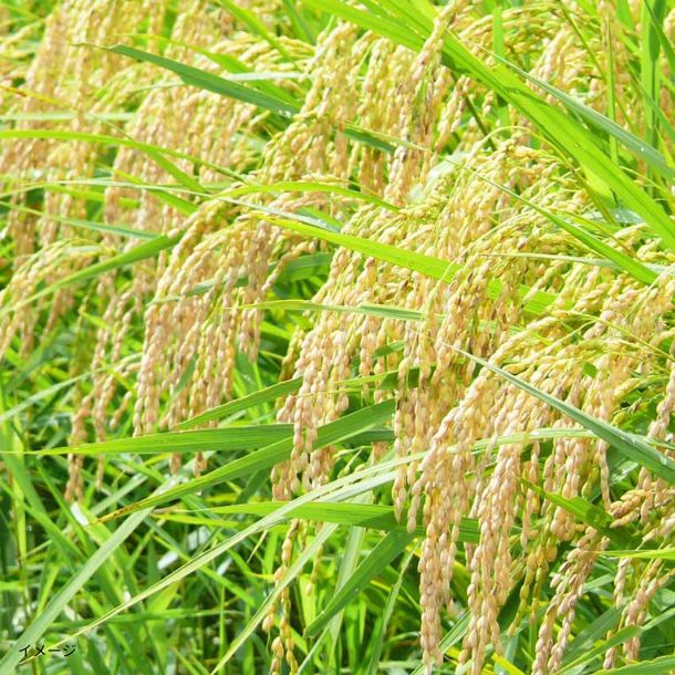 令和7年産「宮城県産 1等米 白米」3kg - Image 5