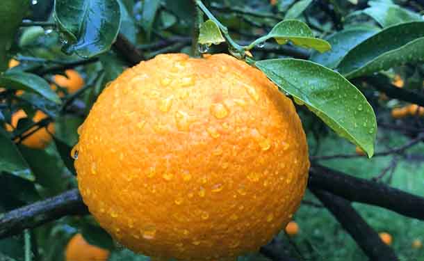 広島県大崎上島産「甘夏」5kg（約15～18個前後） - Image 3