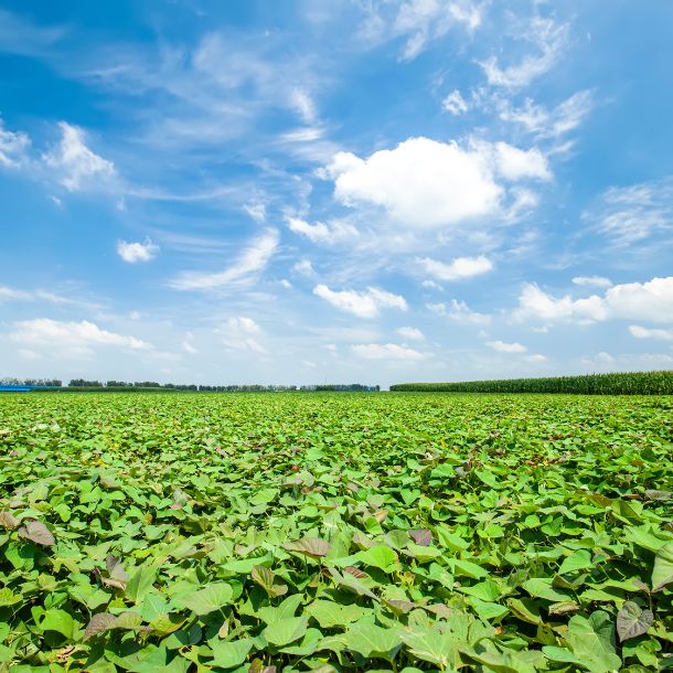 千葉県産「サイズ無選別 貯蔵熟成 紅はるか」10kg - Image 4