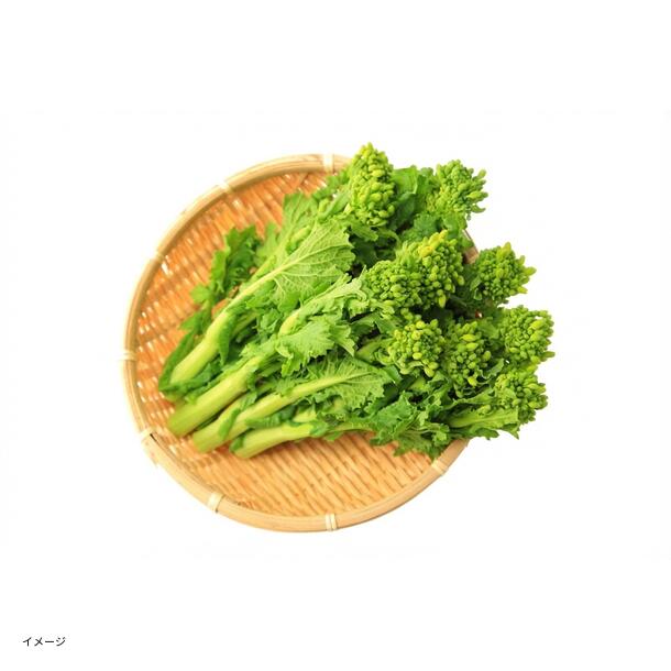 千葉県産「菜の花 60サイズ箱いっぱい」 - Image 2