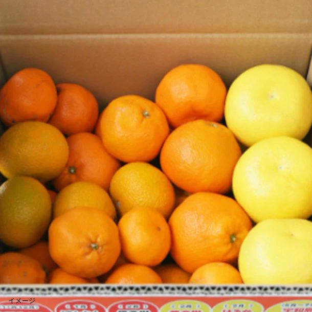 愛媛県産「吉田みかん ファミリーセット」8kg - Image 3