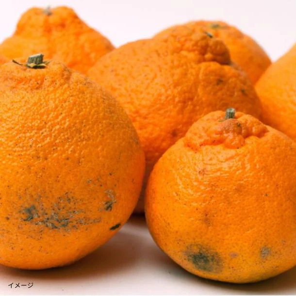 和歌山県産「訳あり不知火 キズあり・サイズ混合」2.5kg - Image 2